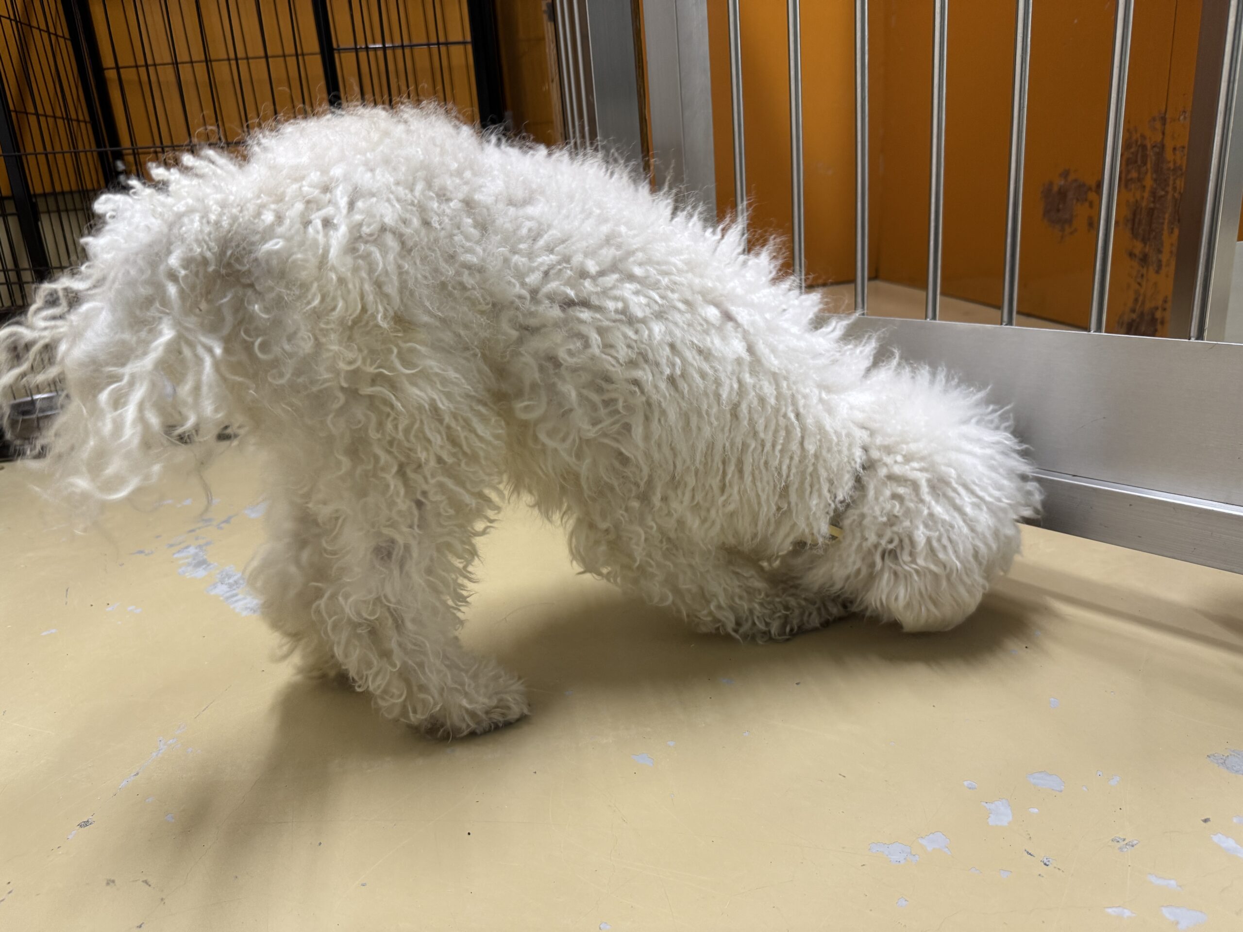 FD24457　白い洋犬を保護しています！（福井市）